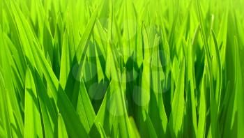 soft focus of fresh green leaves background                            