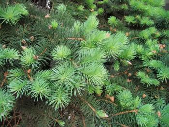 close-up of pine branches with young runaways