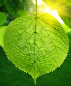 green leaf of linden tree glowing in sunlight                               