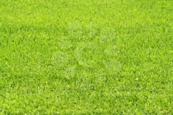 close up of green grass, nature background