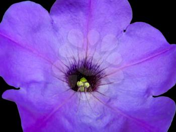 macro of petunia flower isolated on black