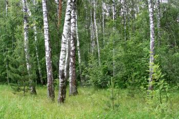 birch trees in a summer forest