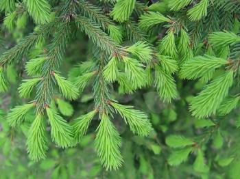 close-up of pine branches with young runaways