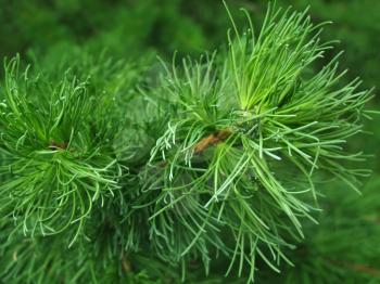 closeup of pine branch                               