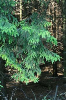 coniferous tree in a dense summer wood