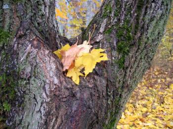 autumn leaves of maple tree on tree trunk