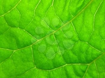 close-up of green spring leaf texture                               