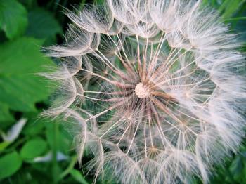 closeup of giant dandelion