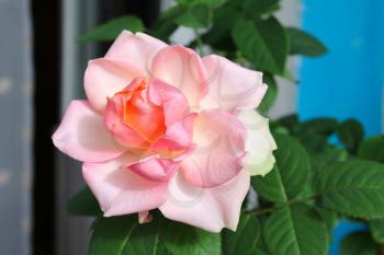 beautiful pink rose close up