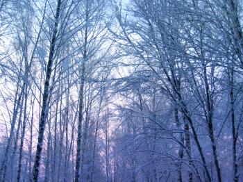 trees in a winter evening park