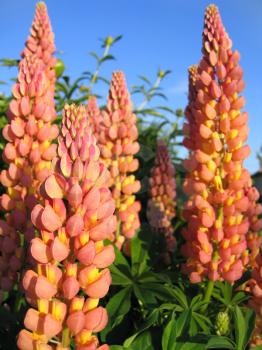 beautiful lupines on summer garden