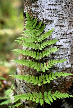 branch of the fern