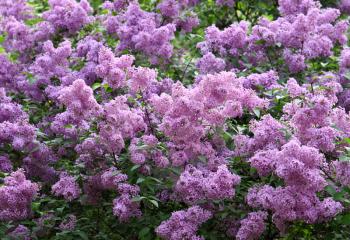 branches of beautiful blossoming lilac