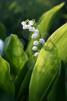 Lily of the valley glowing in sunlight