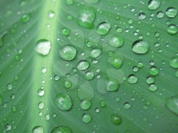 close-up of green leaf with water drops                               
