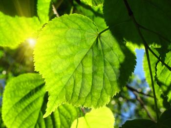 fresh green leaf of linden tree glowing in sunlight