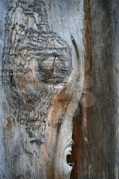 close up of old wood background