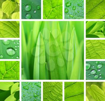 Collage from photos of green plant and leaves with rain droplets