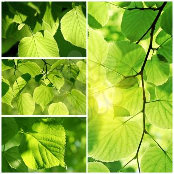 Bright green collage of fresh leaves of linden tree 