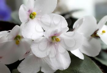 beautiful white violet flowers