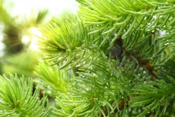 Branch of a coniferous tree with raindrops and sunlight
