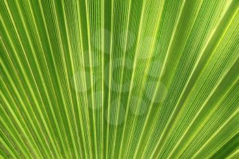 Tropical plant leaf closeup texture