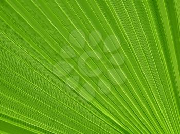 Tropical plant big leaf closeup texture                               