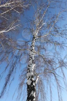 Trunk of a birch against the blue sky