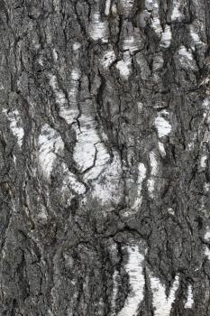 Trunk of a old birch close-up texture