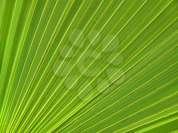 Tropical plant big leaf closeup texture                               