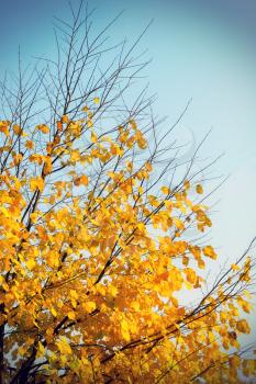 Bright yellow autumn tree on sky background