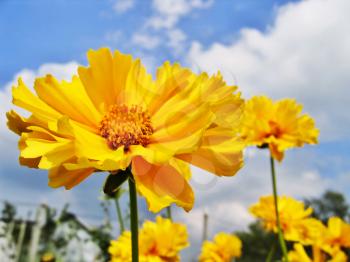 Royalty Free Photo of Beautiful Yellow Flowers