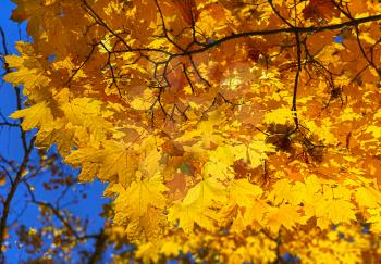 Royalty Free Photo of a Maple Tree in Autumn