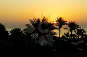 Sunrise and silhouettes of palm trees, Red Sea, Egypt