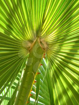 Large leaf of palm tree close-up