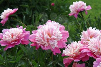 Beautiful delicate pink peony flowers