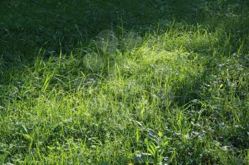Nature background with fresh green grass and sunlight