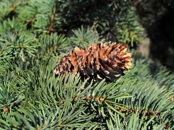Closeup of pine branch with cone                               