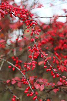 A branches of the ripe berries of barberry 