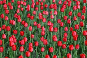 Nature background with beautiful red tulips