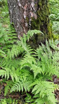 Green fern and old birch trunk