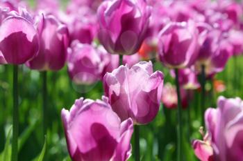 Nature background with beautiful bright tulips