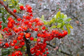 Branch of a bush with bright berries and green leaves after freezing rain