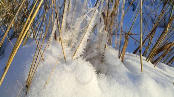 Closeup of dry stalks of plants covered with snow