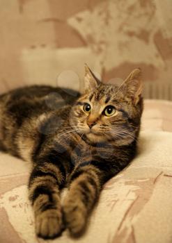 Portrait of young cat in beige tones