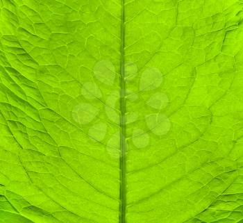 Macro texture of green fresh leaf 