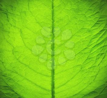 Macro texture of green fresh leaf 