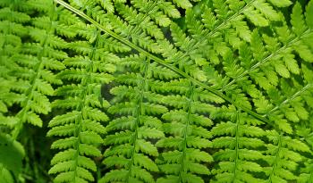 Fresh green leaf of fern