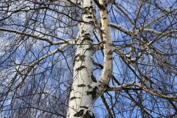 Trunk and branches of birch tree closeup against the blue sky