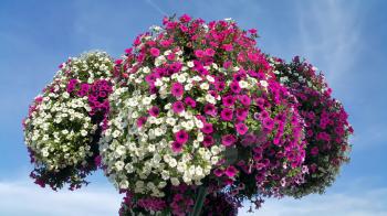Flowers of bright petunia against the blue cloudless sky
